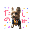うちの犬はヨークシャー（個別スタンプ：5）