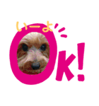 うちの犬はヨークシャー（個別スタンプ：6）