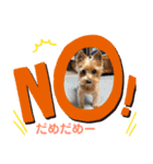 うちの犬はヨークシャー（個別スタンプ：7）