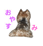 うちの犬はヨークシャー（個別スタンプ：9）