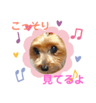 うちの犬はヨークシャー（個別スタンプ：10）