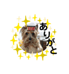 うちの犬はヨークシャー（個別スタンプ：11）