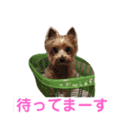 うちの犬はヨークシャー（個別スタンプ：12）