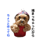 うちの犬はヨークシャー（個別スタンプ：13）