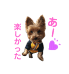 うちの犬はヨークシャー（個別スタンプ：14）