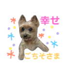 うちの犬はヨークシャー（個別スタンプ：15）