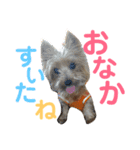 うちの犬はヨークシャー（個別スタンプ：16）
