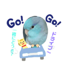インコ:マメルリハのうにちゃん@4（個別スタンプ：4）