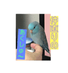 インコ:マメルリハのうにちゃん@4（個別スタンプ：6）