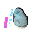 インコ:マメルリハのうにちゃん@4（個別スタンプ：7）