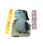 インコ:マメルリハのうにちゃん@4（個別スタンプ：8）