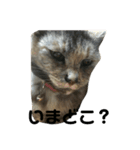 ほのぼのビビちゃんの日常スタンプ【ねこ】（個別スタンプ：2）