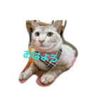 うちのニャンず♡タキツバ（個別スタンプ：1）