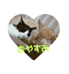 うちのニャンず♡タキツバ（個別スタンプ：5）