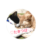 うちのニャンず♡タキツバ（個別スタンプ：6）