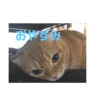いつもの豆（個別スタンプ：4）