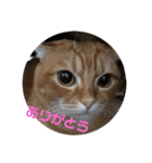 いつもの豆（個別スタンプ：5）