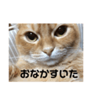 いつもの豆（個別スタンプ：8）