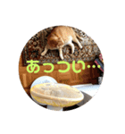 いつもの豆（個別スタンプ：9）