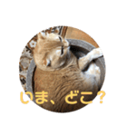 いつもの豆（個別スタンプ：11）