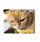 いつもの豆（個別スタンプ：12）