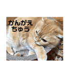 いつもの豆（個別スタンプ：14）