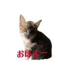 チロ助スタンプ4（個別スタンプ：4）