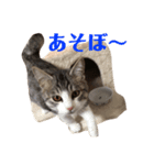 チロ助スタンプ4（個別スタンプ：8）
