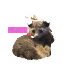 さーちゃん 猫ちゃん（個別スタンプ：1）