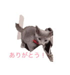 さーちゃん 猫ちゃん（個別スタンプ：6）