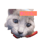 さーちゃん 猫ちゃん（個別スタンプ：7）