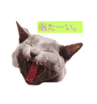 さーちゃん 猫ちゃん（個別スタンプ：10）