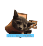 さーちゃん 猫ちゃん（個別スタンプ：11）