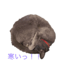 さーちゃん 猫ちゃん（個別スタンプ：14）