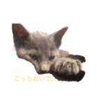 さーちゃん 猫ちゃん（個別スタンプ：16）