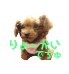 キャバ嬢わんこ♡めいちゃろ（個別スタンプ：1）