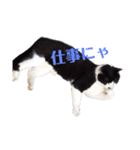 野良猫のワルツ（個別スタンプ：2）