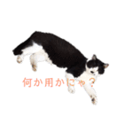 野良猫のワルツ（個別スタンプ：3）