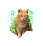 野良猫のワルツ（個別スタンプ：6）