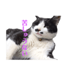 野良猫のワルツ（個別スタンプ：7）