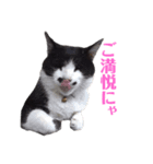 野良猫のワルツ（個別スタンプ：8）