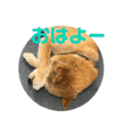 柴犬画像スタンプ（個別スタンプ：1）