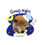 柴犬画像スタンプ（個別スタンプ：2）