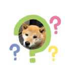 柴犬画像スタンプ（個別スタンプ：3）