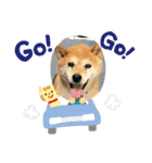 柴犬画像スタンプ（個別スタンプ：4）