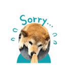 柴犬画像スタンプ（個別スタンプ：5）