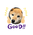柴犬画像スタンプ（個別スタンプ：6）