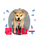 柴犬画像スタンプ（個別スタンプ：7）