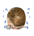 柴犬画像スタンプ（個別スタンプ：8）