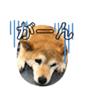 柴犬画像スタンプ（個別スタンプ：9）